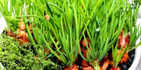 Kada i kako saditi luk na glavi